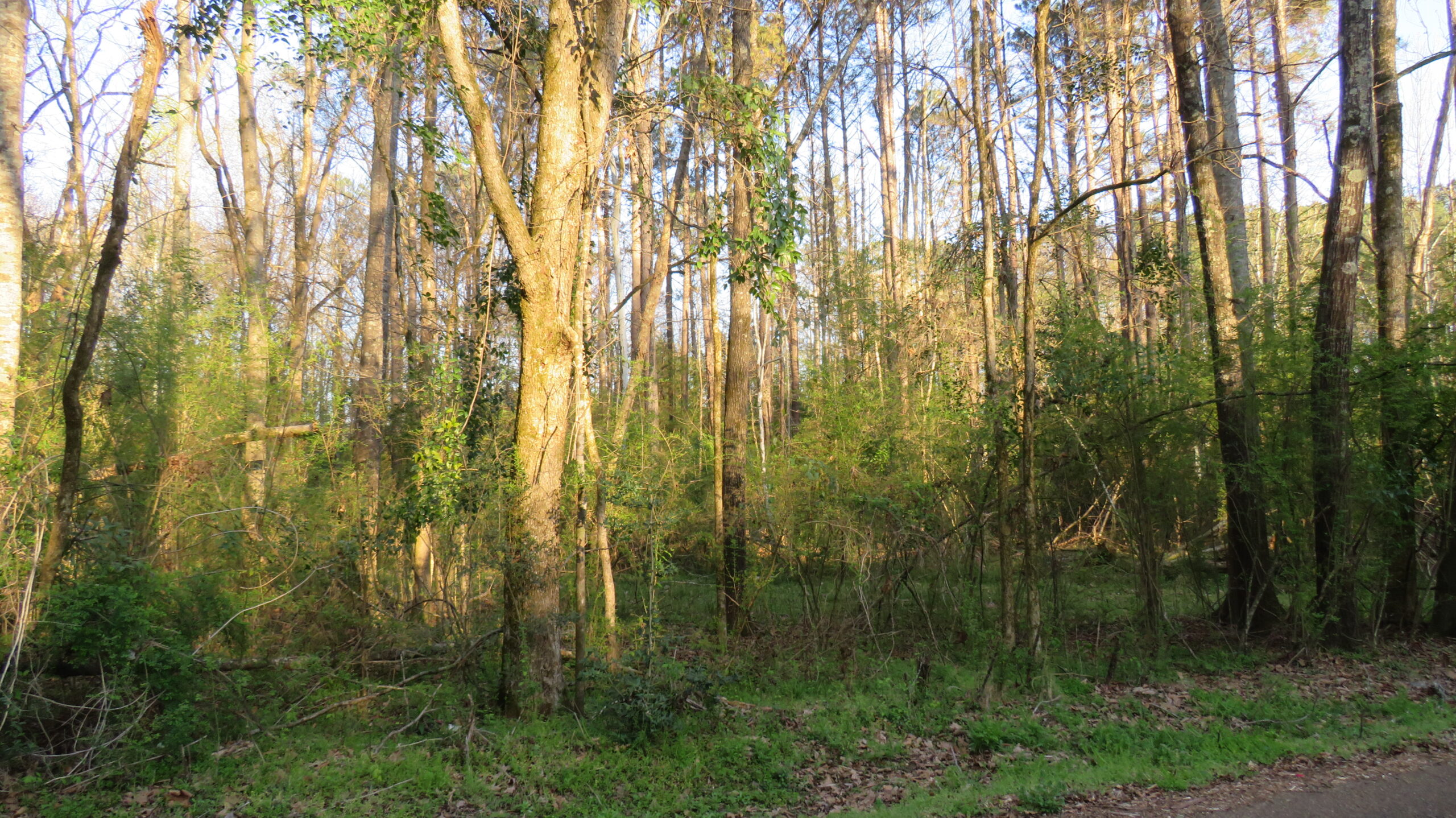 Lots 6,7,8,9 Woodland Street Kosciusko, Ms. 39090